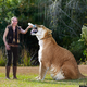 Illustration for article titled Worlds Largest Living Cat